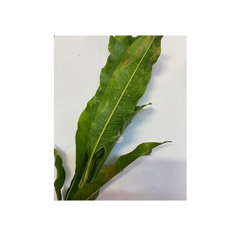 Mango leaves 3pcs