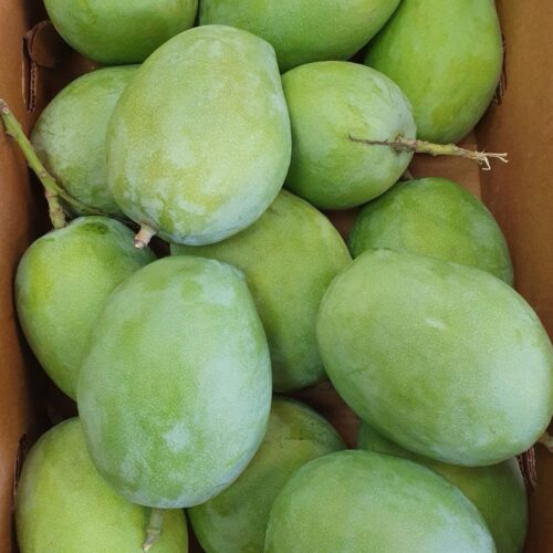 Rajapuri Pickle Raw  Mango 500 G